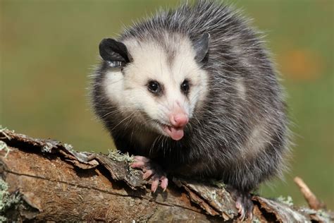 are there possums in china